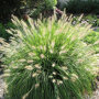 Pennisetum alopecuroides 'Hameln' - Lampenpoetsersgras