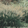 Pennisetum alopecuroides 'Hameln'
