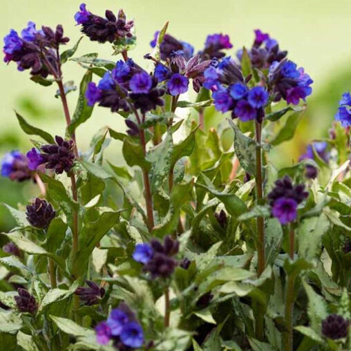 Langbladig Longkruid detail