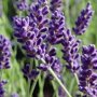Lavendel (Lavandula angustifolia)