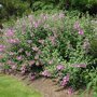 Lavatera roze in border