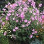 Lavatera roze in border