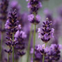 Lavendel bloemen