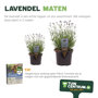 Lavendel in pot maten