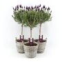 Lavendel op stam in rieten mand