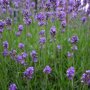 Lavendel