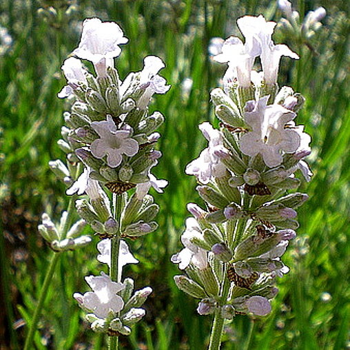 Witte lavendel