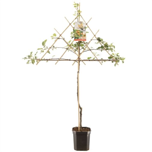 Lei appelboom 'Cox's Orange Pippin'