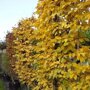lei Carpinus betulus herfstkleur
