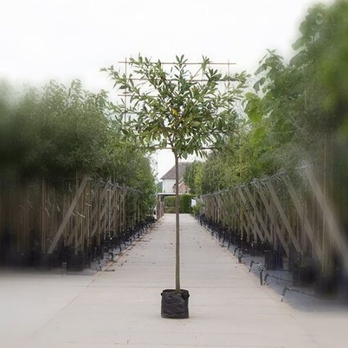 Lei laurierkers (Prunus)