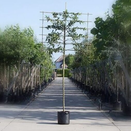 Lei Sierappel groen (Malus)