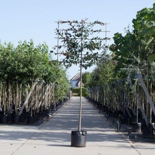 Lei Sierappel rood (Malus)