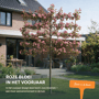 Lei sierappel rood