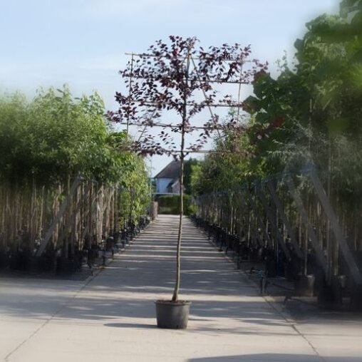 Lei Sierpruim (Prunus cer. Nigra)