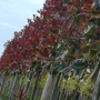 Lei glansmispel (Photinia)