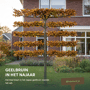 Leibeuk groen