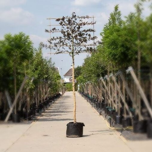 Leibeuk rood (Fagus)