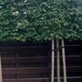 Leihaagbeuk (Carpinus betulus)