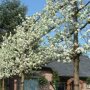 Pyrus calleryana 'Chanticleer'