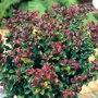 Druifheide 'Curly Red'