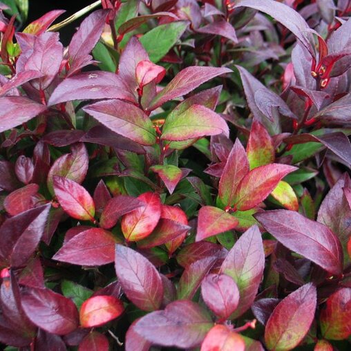 Leucothoe 'Zeblid'