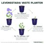 Levensstadia vaste planten Siberische edelweiss