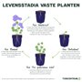 Levensstadia vaste planten