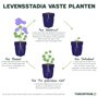 Levensstadia vaste plant ooievaarsbek blauw