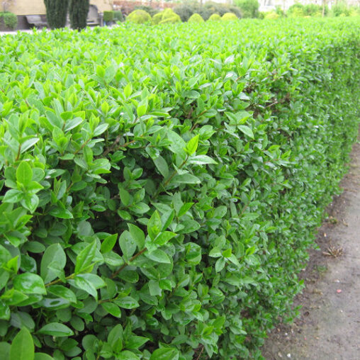 Ligusterhaag als erafscheiding