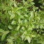 Ligustrum vulgare close up