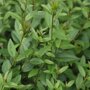 Ligustrum vulgare 'Atrovirens'