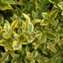 Ligustrum ovalifolium 'Aureum' close up