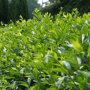 Ligustrum vulgare 'Atrovirens'