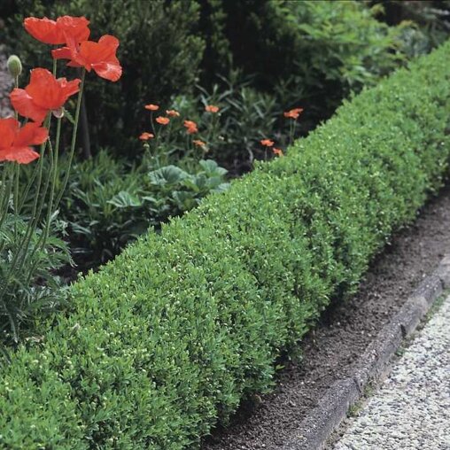 Ligustrum vulgare 'Lodense' haag