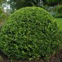 Ligustrum vulgare 'Lodense' struik