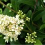 Ligustrum vulgare close up
