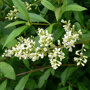 Ligustrum vulgare close up