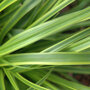 Limegroene zegge - Carex oshimensis 'Everlime'