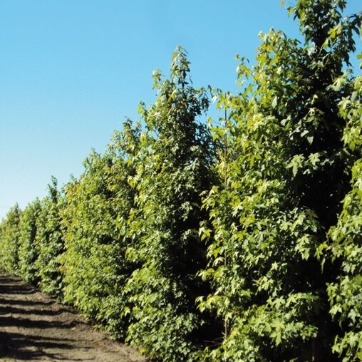 Amberboom beveerd (Liquidambar styraciflua)