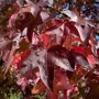 Liquidambar styraciflua