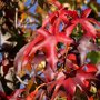Amberboom beveerd (Liquidambar styraciflua) blad