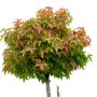 Liquidambar styraciflua ‘Gum Ball’