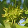 Liquidambar styraciflua ‘Gum Ball’