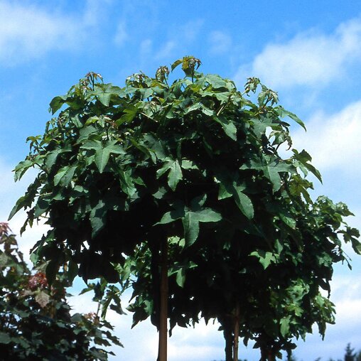 Liquidambar styraciflua ‘Gum Ball’
