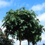 Liquidambar styraciflua ‘Gum Ball’