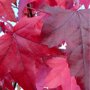 Liquidambar styraciflua ‘Lane Roberts’ blad