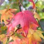 Liquidambar styraciflua 'Moraine'