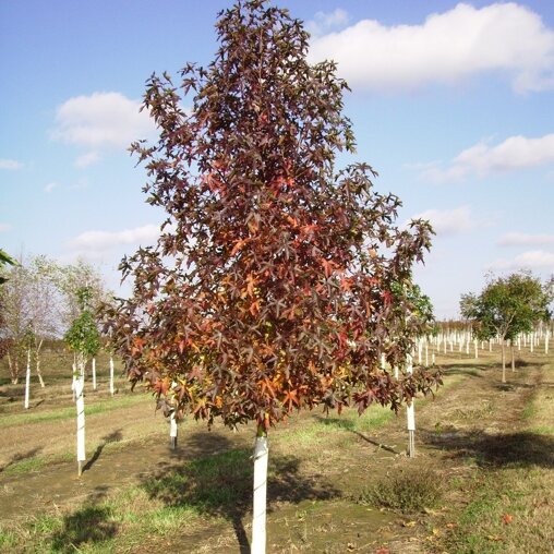 Liquidambar styraciflua 'Moraine'