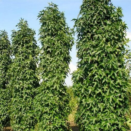 Liquidambar styraciflua ‘Slenders Silhouette’