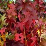 Liquidambar styraciflua ‘Slenders Silhouette’